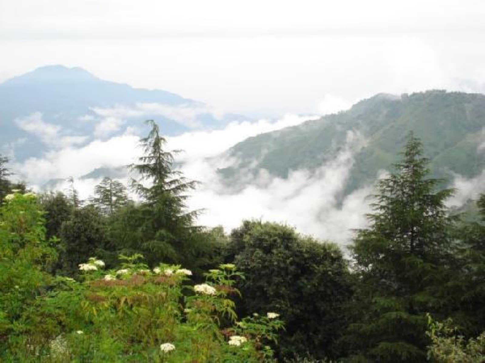 The forested hills of Chail near Shimla in Himachal Pradesh